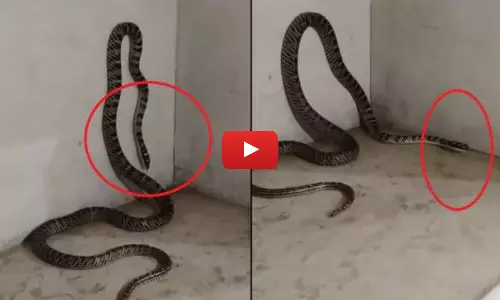 A Flying Snake Found in Jharkhand Video Goes Viral in Social Media