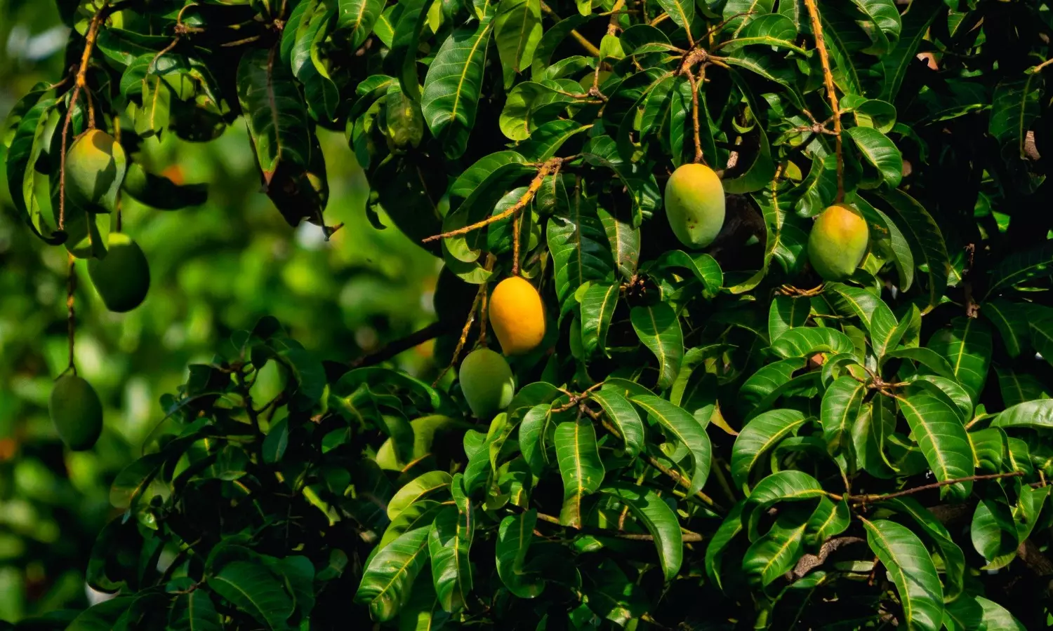 Health Benefits With Mango Leaves Water in Telugu