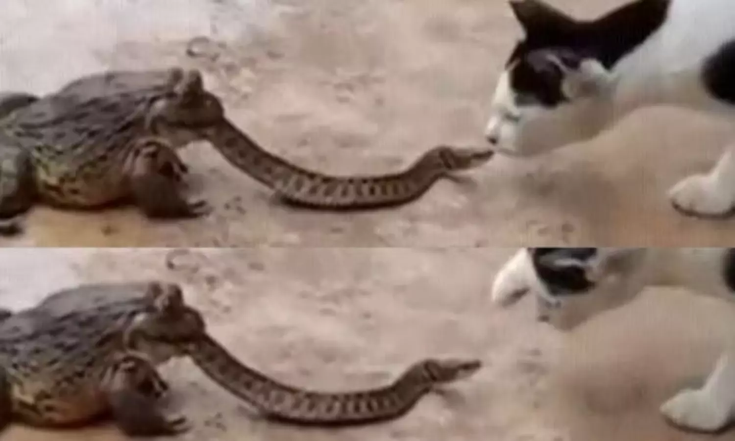 Cat And Frog Attacking on Snake Video Goes Viral in Social Media