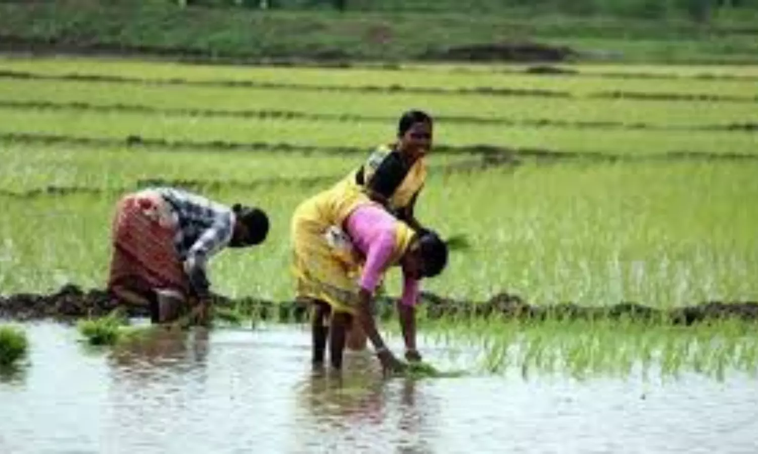 Telangana New Scheme Landless Farmers: భూమిలేని రైతు కూలీల ఖాతాల్లోకి త్వరలో రూ. 12,000... దీనికి అర్ఙులు ఎవరంటే?