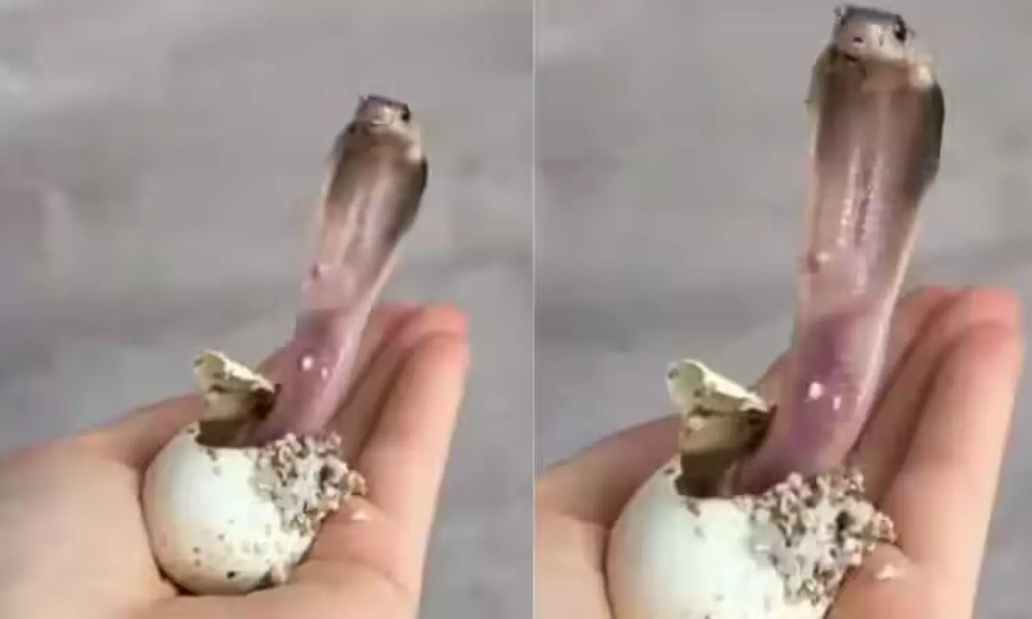 The birth of a baby cobra