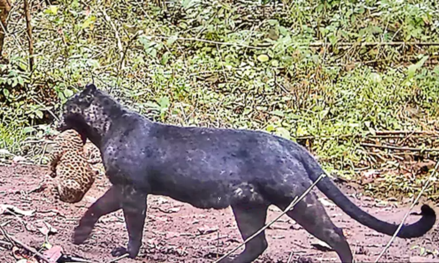 Rare Black Leopard Found in Odisha Forest Viral Video