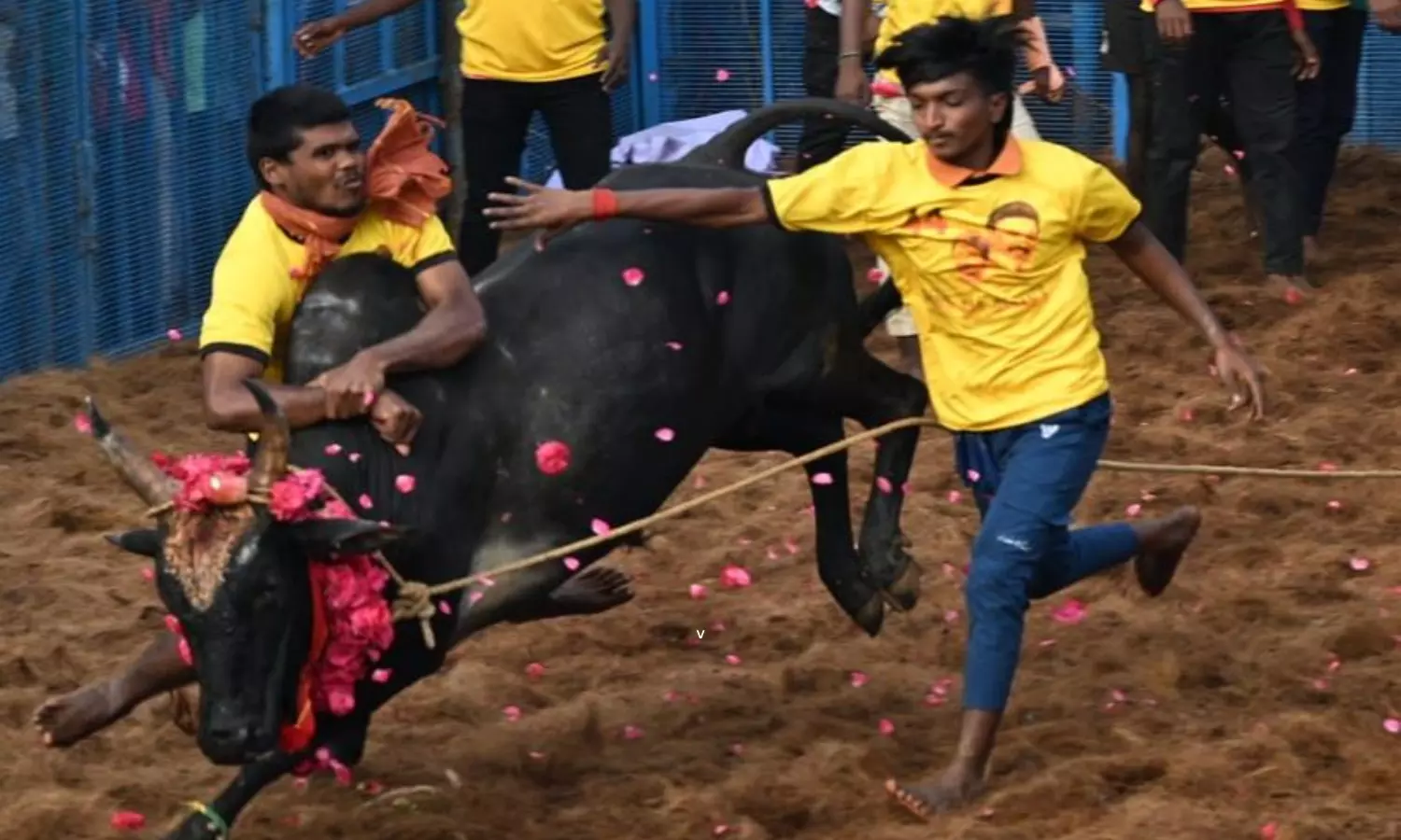 Jallikattu: తమిళనాడులో జల్లికట్టు ప్రారంభం.. బరిలోకి 600కిపైగా ఎద్దులు