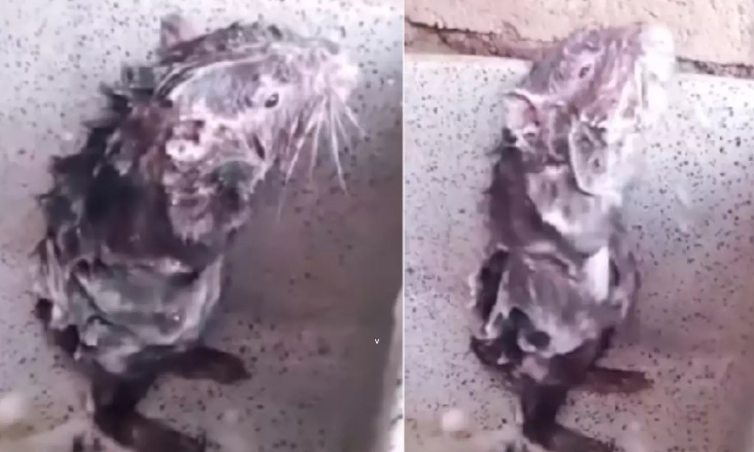 A Rat Bathing Like Human Video Goes Viral in Social Media