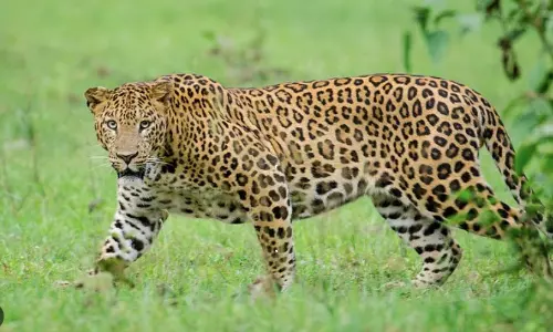 చిరుతకే చుక్కలు చూపించాడుగా.. తోకను పట్టుకుని.. చిరుతకే చుక్కలు చూపించాడుగా.. తోకను పట్టుకుని..