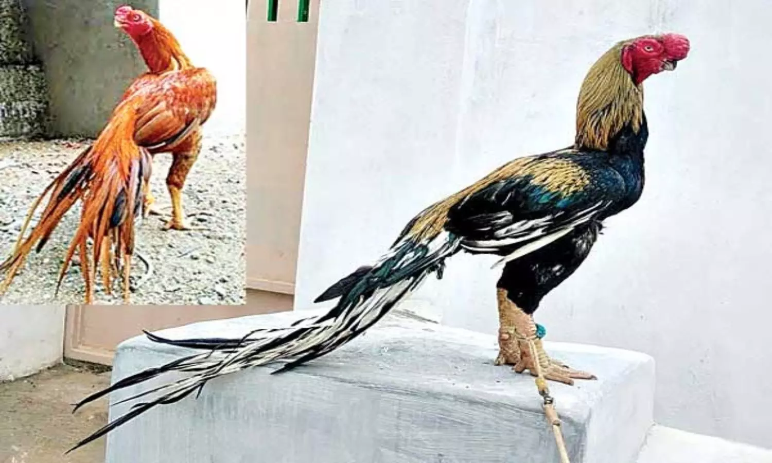 Parrot Nosed Cocks Preparing for Beauty Pageants in Prakasam District