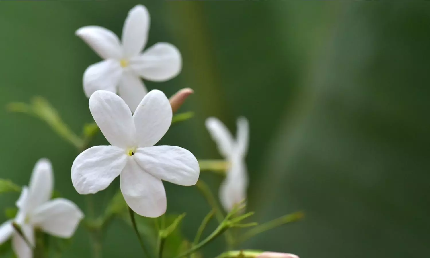 Health: మల్లె పూలు అందానికే కాదు.. ఆరోగ్యానికి కూడా ఎలాగో తెలుసుకోండి