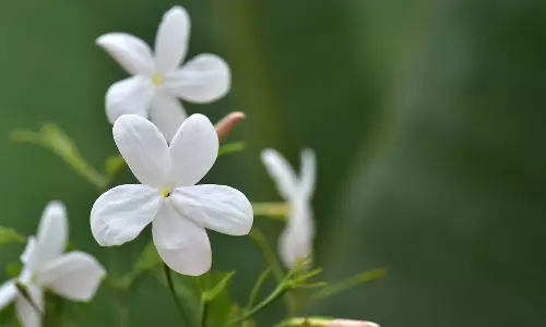 Health: మల్లె పూలు అందానికే కాదు.. ఆరోగ్యానికి కూడా ఎలాగో తెలుసుకోండి