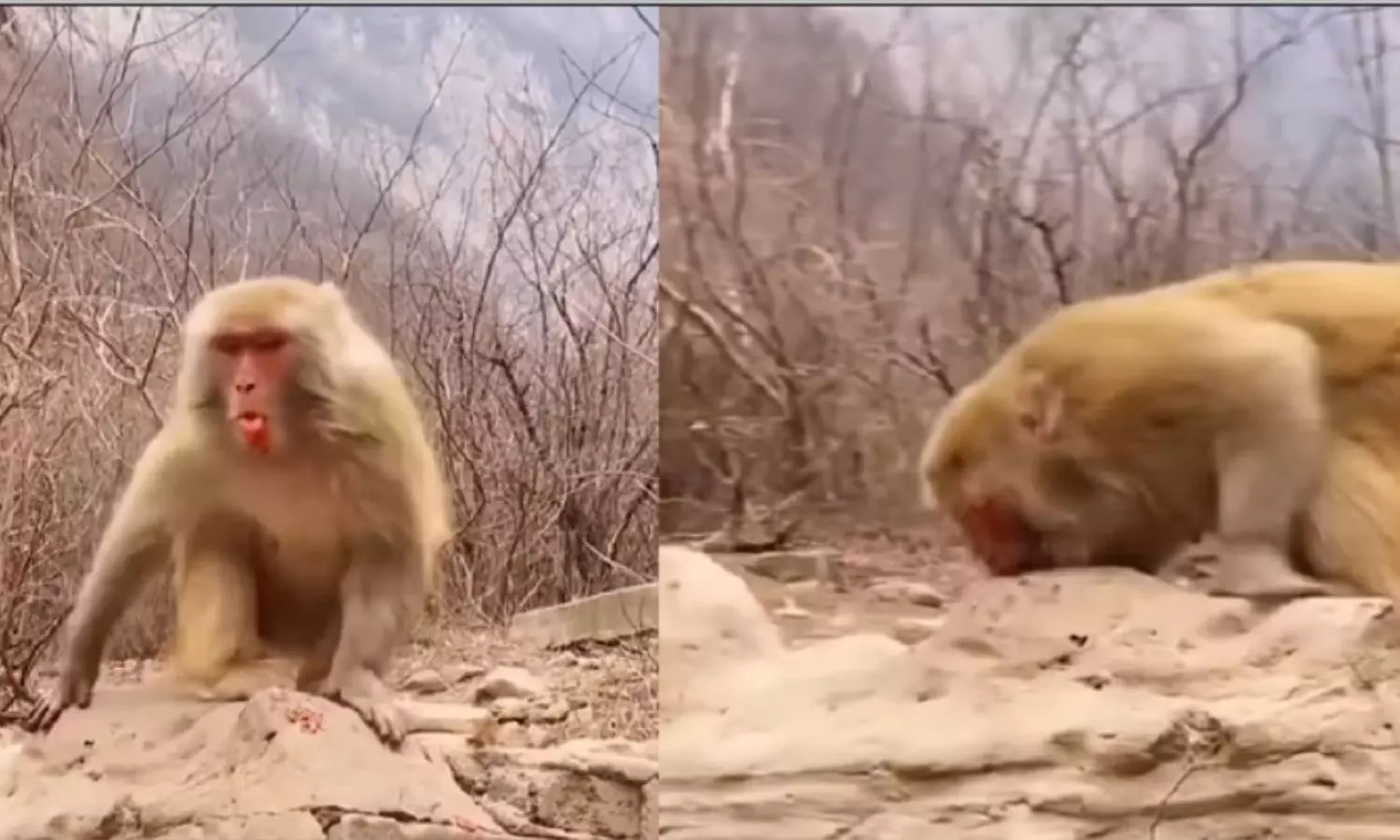 Monkey eats mirchi video