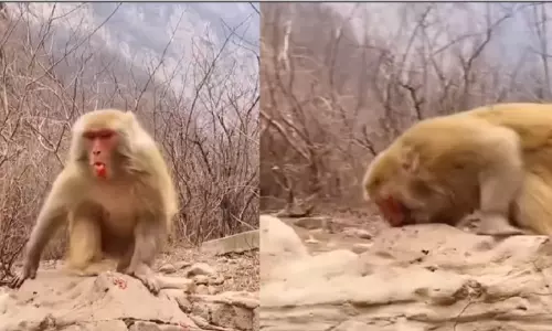 Monkey eats mirchi video