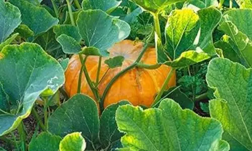 Pumpkin Leaves Benefits:  ఈ ఆకులు అమృతం కంటే ఎక్కువ..ఆడవారిలో వచ్చే ఆ సమస్యలకు సంజీవని