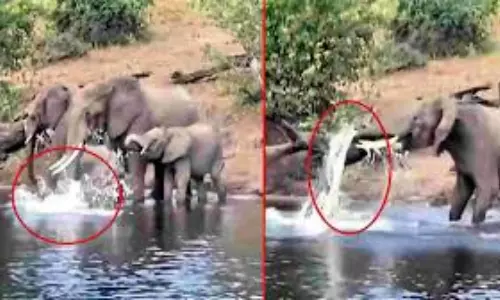 సరస్సులో నీళ్లు తాగేందుకు వెళ్లిన ఏనుగుపై మొసలి దాడి.. ఎలా తప్పించుకుందో చూడండి సరస్సులో నీళ్లు తాగేందుకు వెళ్లిన ఏనుగుపై మొసలి దాడి.. ఎలా తప్పించుకుందో చూడండి