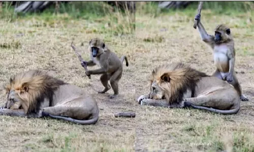 Viral Video: సింహంతో కోతి చెలగాటం.. ఇంతకీ వీడియో నిజమేనా బాసూ! Viral Video: సింహంతో కోతి చెలగాటం.. ఇంతకీ వీడియో నిజమేనా బాసూ!