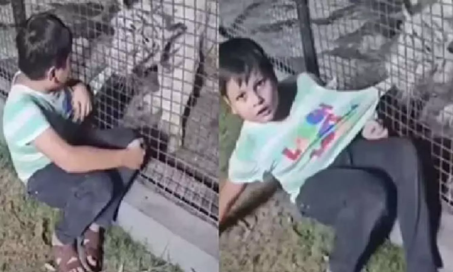 Child Get caught to Tiger Video viral