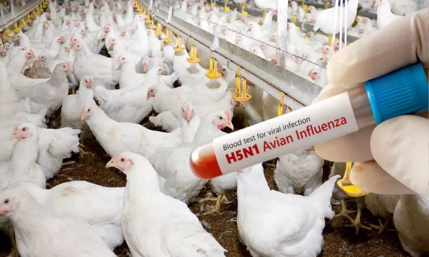 AP Bird Flu: కోళ్లకు వైరస్...చికెన్, గుడ్డు తినొచ్చా? AP Bird Flu: కోళ్లకు వైరస్...చికెన్, గుడ్డు తినొచ్చా?