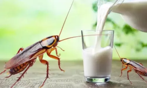 Cockroach milk vs buffalo milk, Is cockroach milk healthy, Cockroach milk benefits