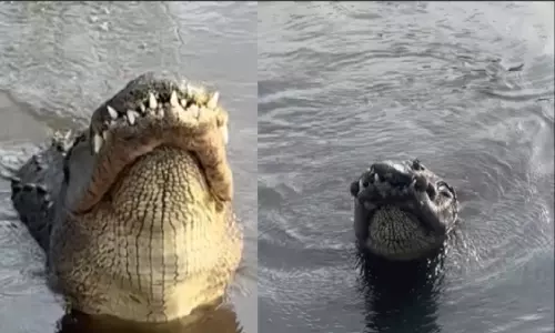 Viral Video Dozens of Alligators Gather in One Place Their Roaring Sound will scare you