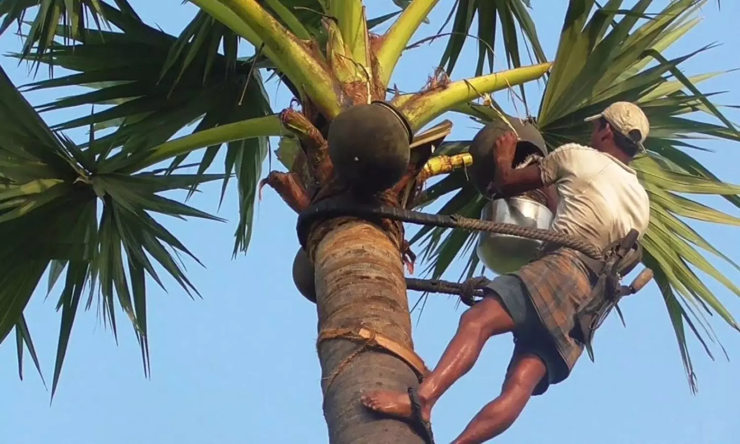 Viral Video Man Climbs Palm Tree for Toddy Shocked by What He Finds in the Pot