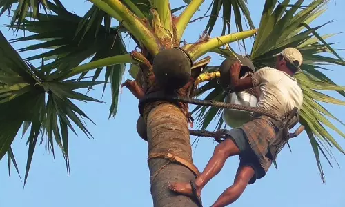 Viral Video Man Climbs Palm Tree for Toddy Shocked by What He Finds in the Pot
