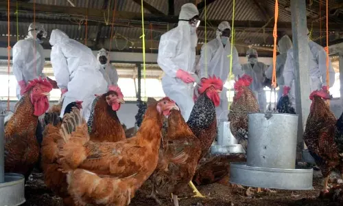 Will birdflu spreads to human or can a human get birdflu virus by eating birdflu chicken