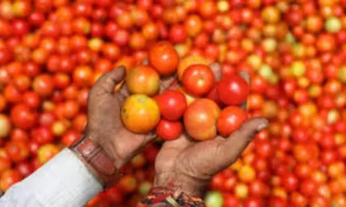 Tomato: వెయ్యి క్వింటాళ్ల టమాటాలు కొంటున్న ఏపీ సర్కార్..ఎందుకో తెలుసా?