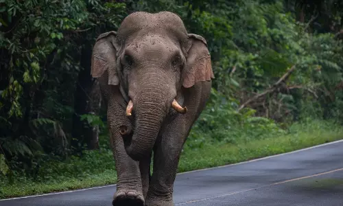 AP: అన్నమయ్య జిల్లాలో ఏనుగుల బీభత్సం..ఐదుగురు భక్తులు దుర్మరణం
