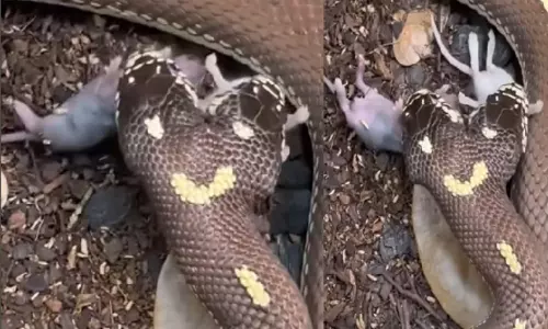 Viral Video Two Headed Snake Eating Two Mice at Once Shocking Footage