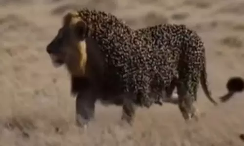 Viral Video:  సింహానికి చుక్కలు చూపించిన తేనెటీగలు..వైరల్ వీడియో