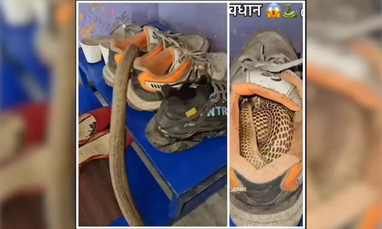 Viral Video Shocking Moment as Snake Hides Inside a Shoe
