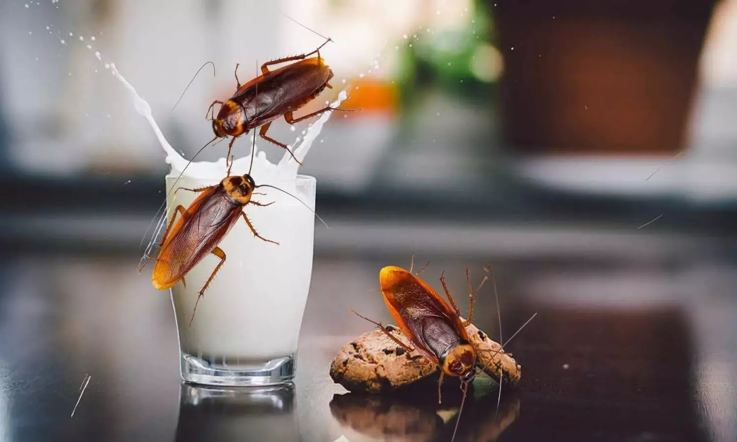 Cockroach Milk: బొద్దింక పాలు పిల్లలకు బలాన్ని ఇస్తాయా? శాస్త్రవేత్తలు సూపర్ మిల్క్ అని పిలుస్తున్నారు?