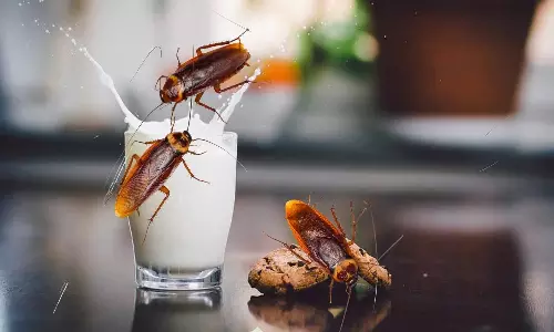 Cockroach Milk: బొద్దింక పాలు పిల్లలకు బలాన్ని ఇస్తాయా? శాస్త్రవేత్తలు సూపర్ మిల్క్ అని పిలుస్తున్నారు?