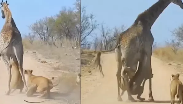 Viral Video: జింకపై సింహాలు అటాక్ చేస్తే ఎలా ఉంటుందో చూశారా? వైరల్ వీడియో.. Viral Video: జింకపై సింహాలు అటాక్ చేస్తే ఎలా ఉంటుందో చూశారా? వైరల్ వీడియో..