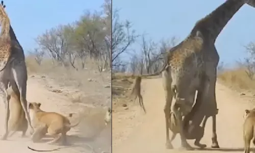 Viral Video: జింకపై సింహాలు అటాక్ చేస్తే ఎలా ఉంటుందో చూశారా? వైరల్ వీడియో.. Viral Video: జింకపై సింహాలు అటాక్ చేస్తే ఎలా ఉంటుందో చూశారా? వైరల్ వీడియో..