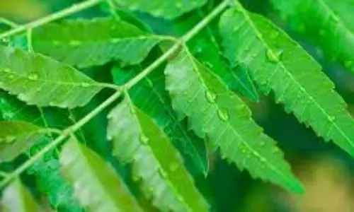 Neem: పరగడుపున ఈ ఆకు తింటే 10 ఆరోగ్య ప్రయోజనాలు తెలుసా?