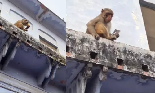Viral Video Monkey Steals Rs 1.5 Lakh Samsung S25 Ultra Phone and Returns It for Mango Juice Viral Video Monkey Steals Rs 1.5 Lakh Samsung S25 Ultra Phone and Returns It for Mango Juice