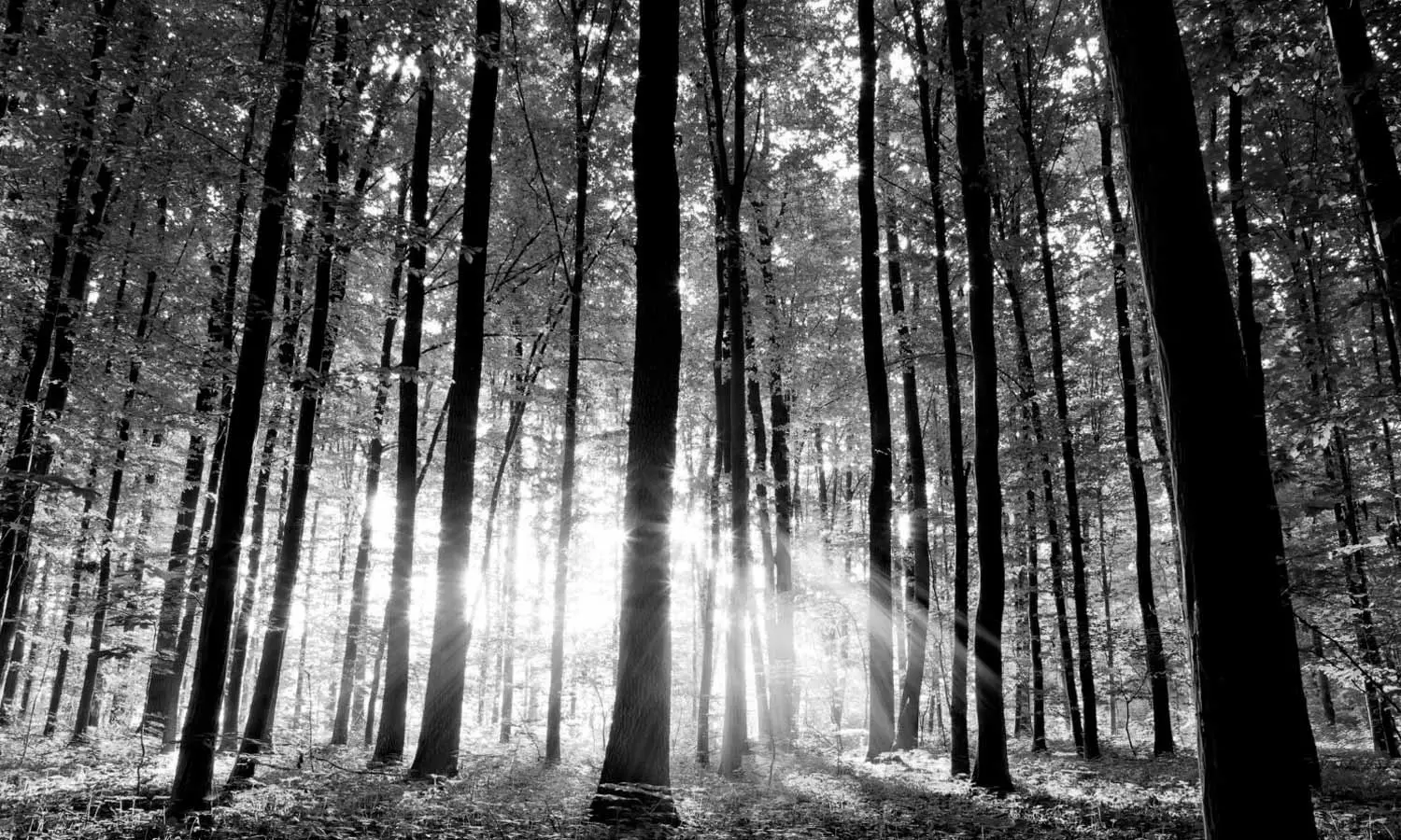 World Forest Day 2025 World Forest Day 2025