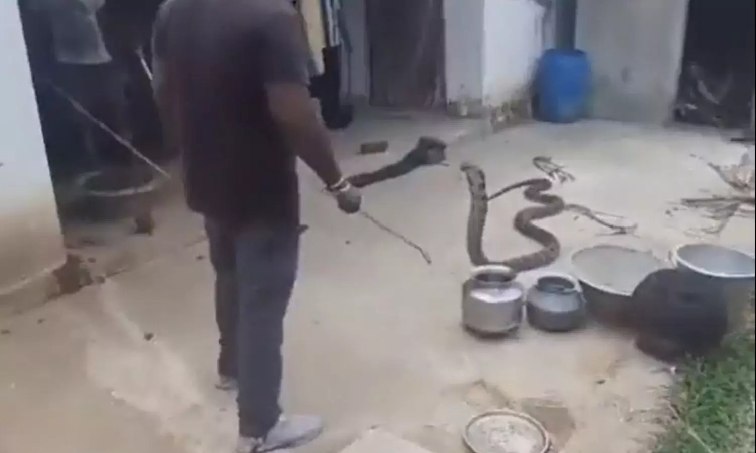 Viral Video King Cobra Found in Store Room Snake Rescue Team in Action Viral Video King Cobra Found in Store Room Snake Rescue Team in Action