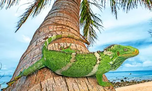 Voyage of the Iguanas How they Travelled from Americas to Fiji Telugu Voyage of the Iguanas How they Travelled from Americas to Fiji Telugu