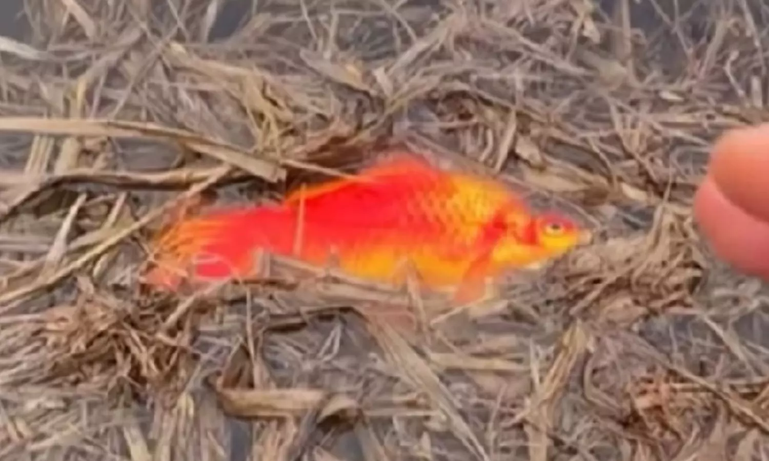 Viral Video Viral Video