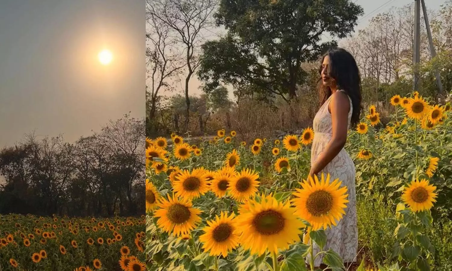 Sunflower Garden Video Viral Sunflower Garden Video Viral