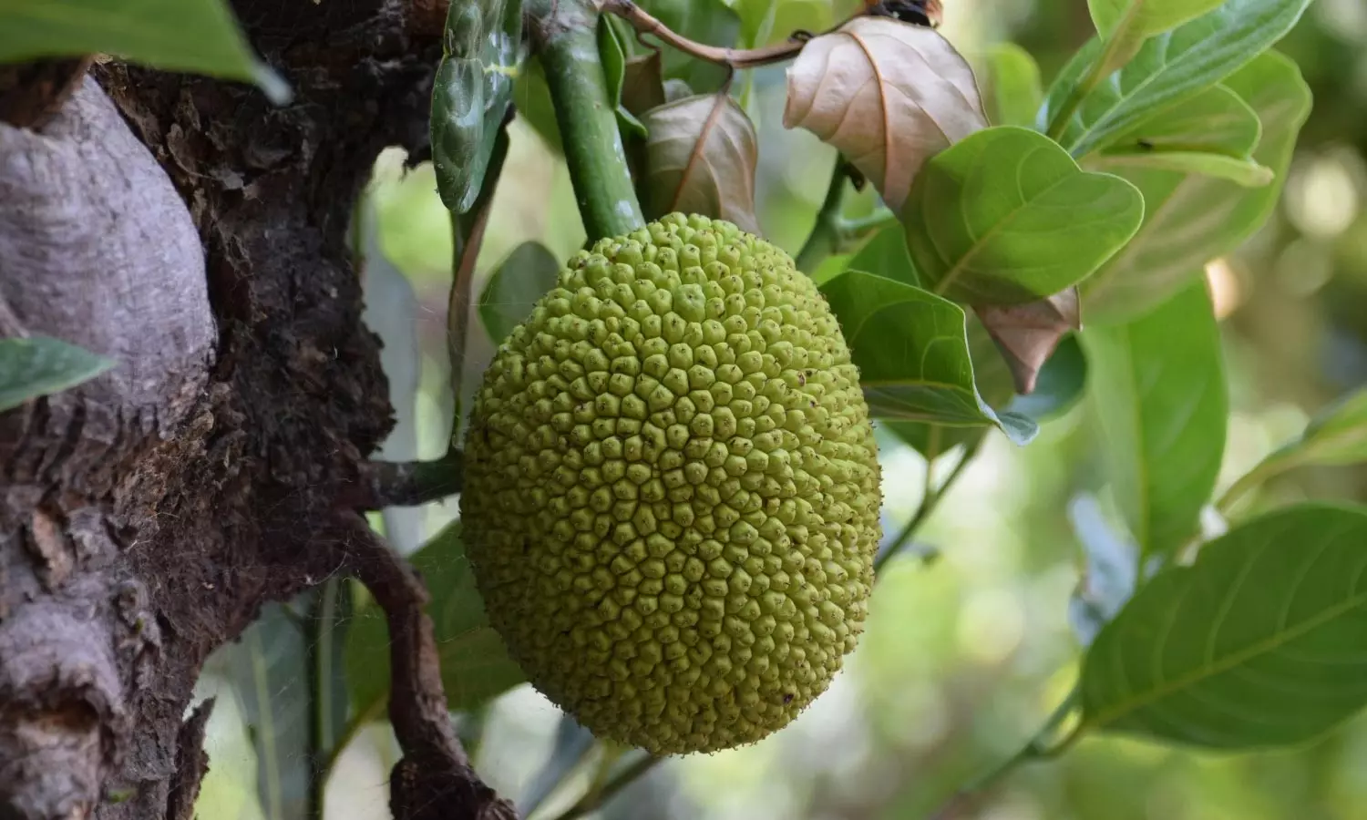 Jackfruit Jackfruit