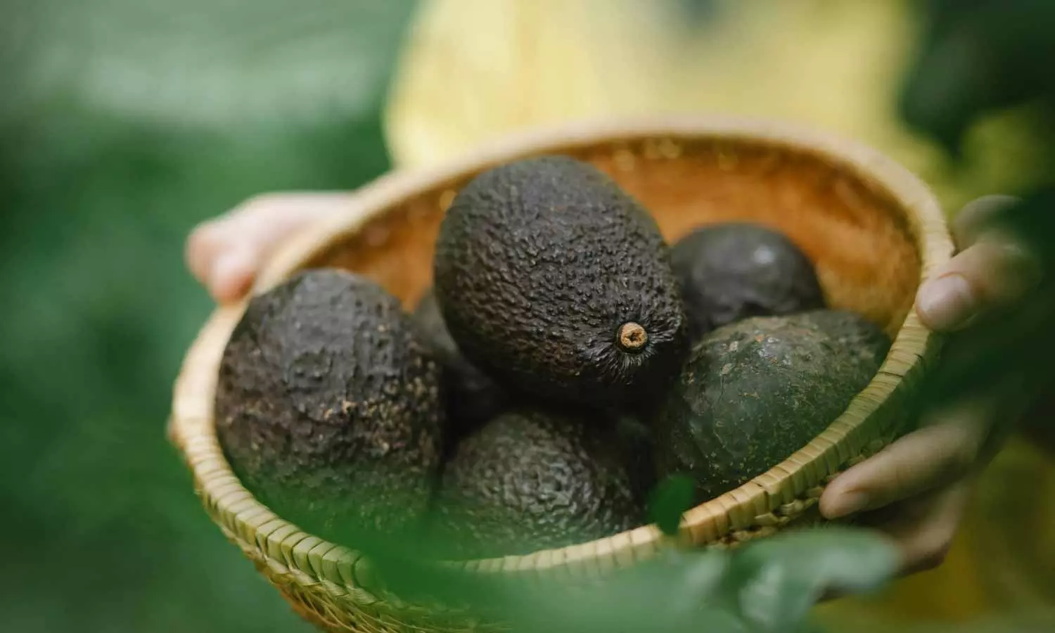 Avocado Avocado