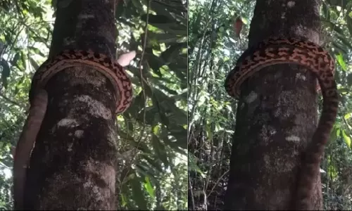 Python Climbing a Tree at Jet Speed Shocking Footage Goes Viral