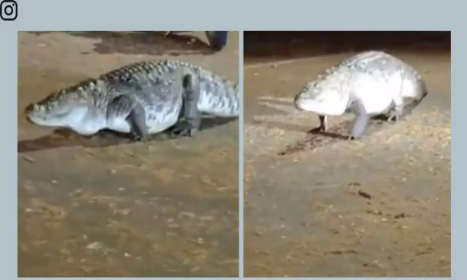 Viral Video: ఐఐటీ క్యాంపస్లోకి అనుకోని అతిథి.. ఒక్కసారిగా ఉలిక్కి పడ్డ ప్రజలు Viral Video: ఐఐటీ క్యాంపస్లోకి అనుకోని అతిథి.. ఒక్కసారిగా ఉలిక్కి పడ్డ ప్రజలు