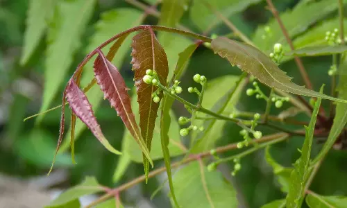 Ugadi 2025 Ugadi 2025
