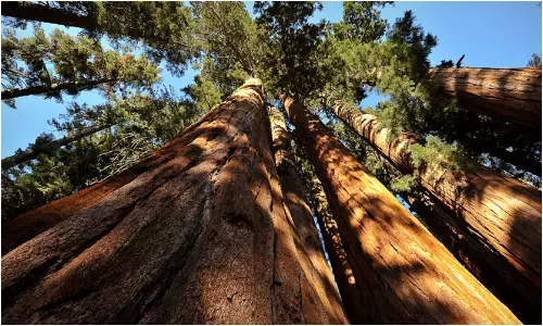 Worlds Most Expensive Tree: ప్రపంచంలోనే అత్యంత ఖరీదైన కలప.. కిలో ధరతో 10తులాల బంగారం కొనవచ్చు