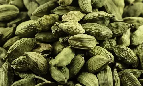 8 Surprising Health Benefits of Eating Cardamom Every Night After Dinner Find Out Why You Should Add