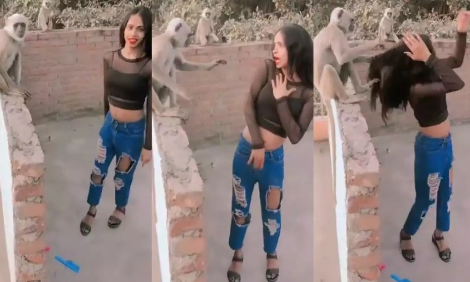 Viral Monkey Video Monkey pulls Girl Hair While She Dances on Roof Watch the Hilarious Moment