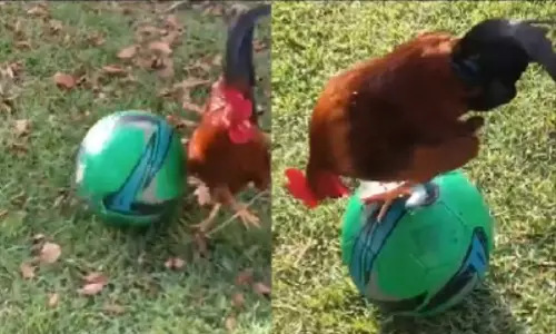 Rooster Plays Football Like a Pro Netizens Shocked Viral Video Rooster Plays Football Like a Pro Netizens Shocked Viral Video