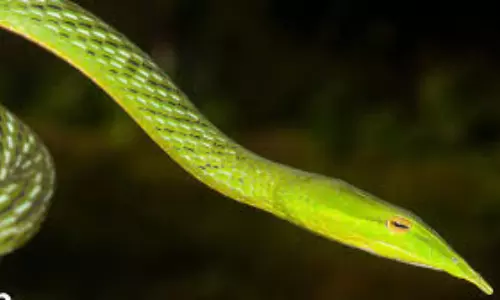 Rare Snake: ఇండియాలో రెండోసారి కనిపించిన అరుదైన పాము..ఎక్కడో తెలుసా?